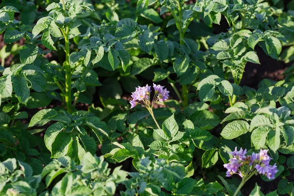 Flores Púrpuras Patata Enfoque Selectivo Sobre Fondo Borroso Las Plantas — Foto de Stock