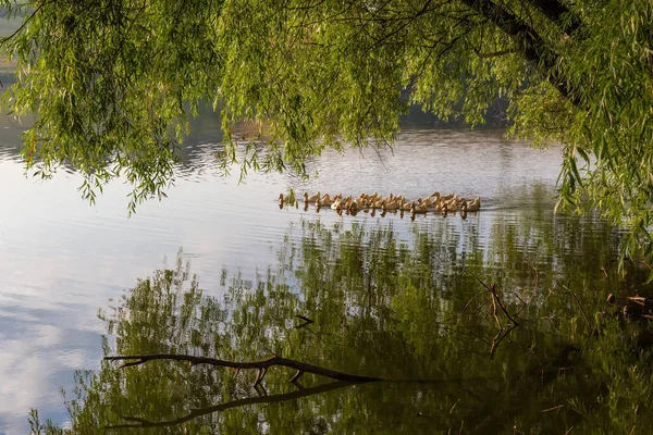 Troupeau Canards Domestiques Blancs Sur Étang Matin Été Sous Les — Photo