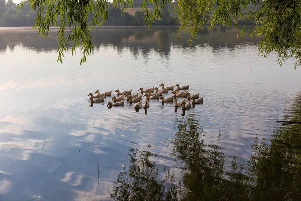 Flock White Domestic Ducks Swimming Morning Pond Willow Branches Hanging — Fotografia de Stock