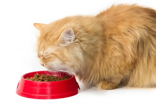 고양이는 배경에 플라스틱 용기에서 껍질을 음식을 먹는다 — 스톡 사진