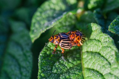 Kolorado patates böcekleri çiftleşme sırasında patates bitkisinin yaprağında, seçici odak noktasında yakın plan