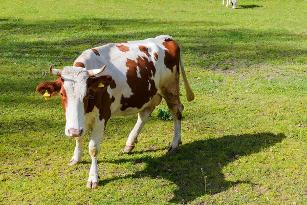 Vache Rousse Blanche Tachetée Dans Pâturage Printemps — Photo