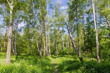 Bahar aylarında yaprak döken ormandaki patika, güneşli bir sabahta ön planda kavis eğimli bir huş ağacıyla.