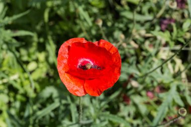 Yabani gelincik tarlasının kırmızı çiçeği, bulanık bir arkaplanda yakın plan görüntüsü.