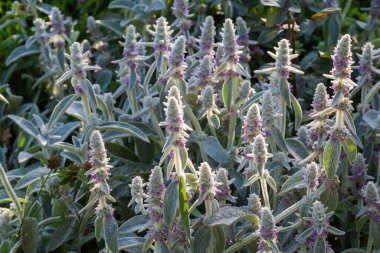 Çiçek açan Stachys Bizans 'ın çalıları. Gümüş beyazı ipek taraklı yapraklarla kaplı kuzu kulağı olarak da bilinir.