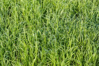 Yazın sabah çiğ taneleriyle kaplı uzun çimenler.