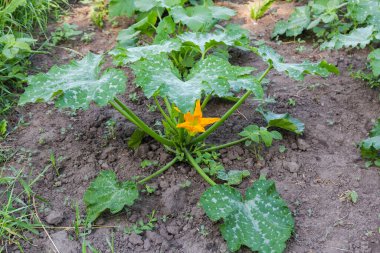 Çiçekli kabak çalısı, benekli yapraklar ve taze meyvelerle bir çiftlikteki diğer bitkilere karşı