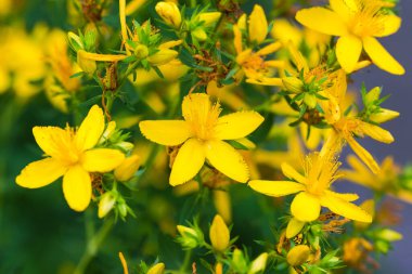Çiçeklenen St. John otunun en üst kökü sarı çiçeklerle kaplı, seçici odak noktası bulanık bir arka plan.