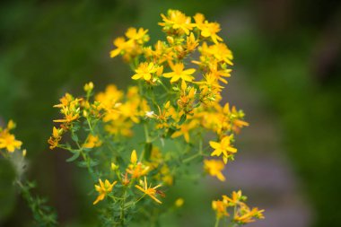 Çiçeklenen St. John otunun en üst kökü sarı çiçeklerle kaplı, seçici odak noktası koyu bulanık bir arka plan.