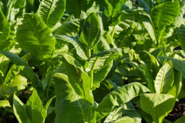 Tarlada büyük taze yaprakları olan tütün bitkileri, yakın plan.  