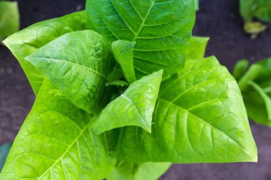 Tütün sapının tepesinde büyük taze yapraklar, üst görünümde seçici odak noktası.