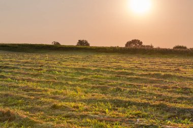 Batan güneşe karşı arka planda bir tarlada biçilmiş saman rüzgarları 