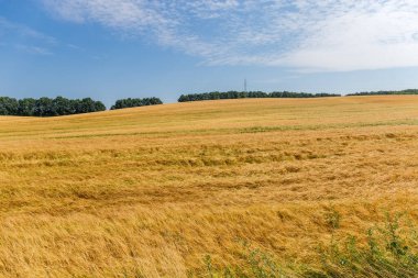 Orman kuşağının arka planında olgunlaşmış arpa ve yaz günü bulutlarla dolu hafif bir tepe tarlası.