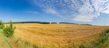 Orman kuşağının arka planında olgunlaşmış arpa ve yaz günü bulutlarla kaplı, panoramik manzaralı, hafif tepe tarlası.