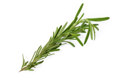 Beyaz arka planda taze biberiyenin tek bir dalı