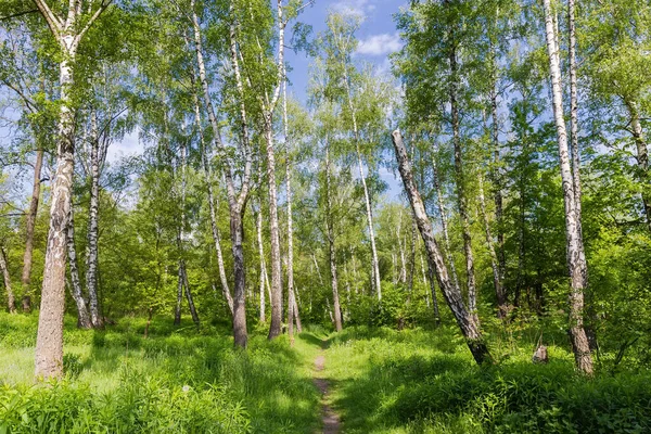 Vandringsled Vårlövskogen Med Båge Lutad Björk Förgrunden Solig Morgon — Stockfoto