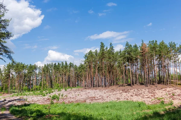 Sitio Corte Bosque Pinos Con Suelo Arenoso Preparado Para Nuevas —  Fotos de Stock