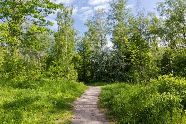 Sentiero Nella Foresta Decidua Primaverile Mattinata Sole — Foto Stock