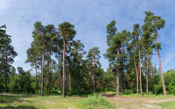 Gruppo Vecchi Pini Margini Della Foresta Contro Cielo Con Nuvolosità — Foto Stock