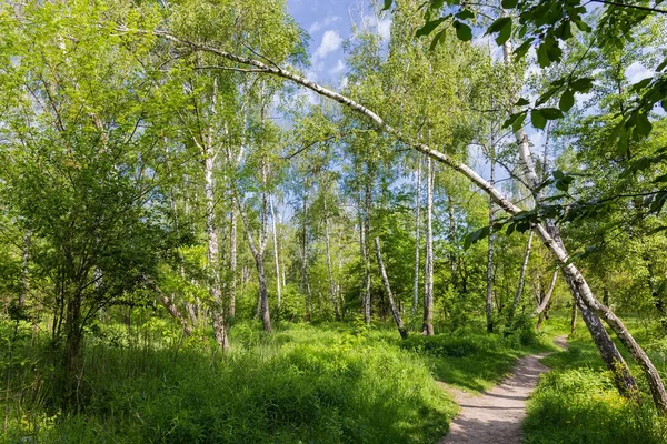 Sendero Bosque Caducifolio Primavera Con Arco Abedul Inclinado Primer Plano — Foto de Stock