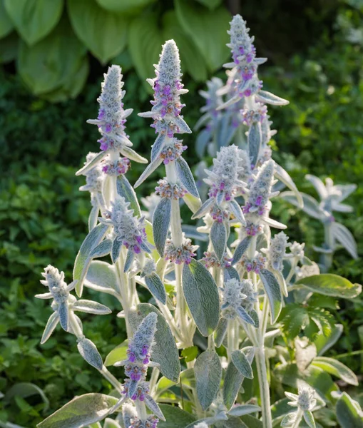 Bush Stachys Byzantina Also Known Lamb Ears Leaves Covered Silver — Stock Photo, Image