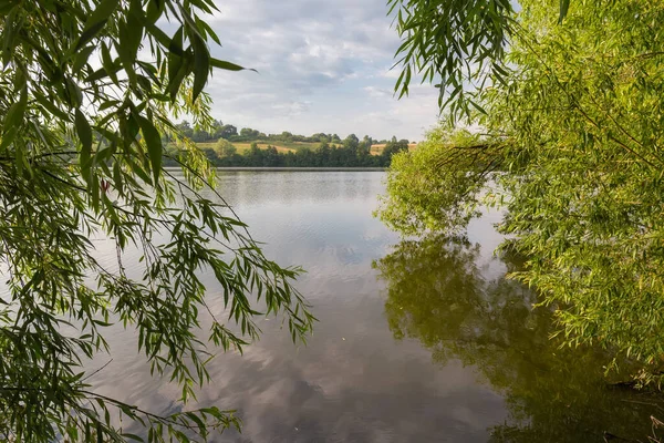 夏の朝 前景に柳の枝が水面にぶら下がって穏やかな天気の池 — ストック写真