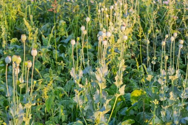 Plantas Amapola Semilla Pan Con Cápsulas Semillas Redondeadas Maduras Cultivadas — Foto de Stock