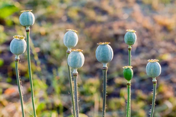 Onrijpe Afgeronde Zaadcapsules Van Maanzaad Het Veld Een Wazige Achtergrond — Stockfoto