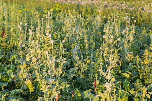 夏の夜に緑色の茎と葉と熟していない種子カプセルを持つブレッドシードのケシの植物 — ストック写真