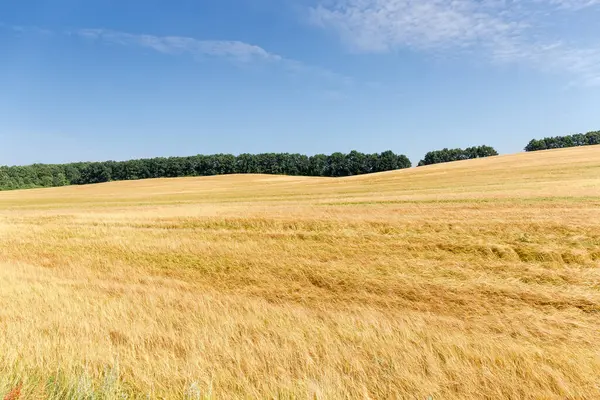 Licht Heuvelachtig Veld Met Rijpende Gerst Een Achtergrond Van Bosgordel — Stockfoto