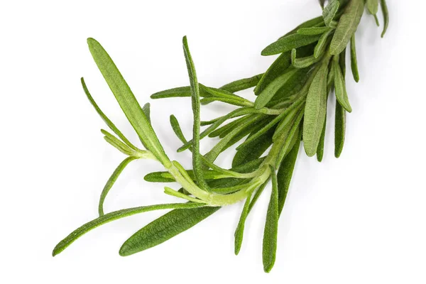 Single Twig Fresh Rosemary White Background Fragment Close — Stock Photo, Image