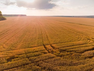 Olgunlaşan buğday tarlası gökyüzüne karşı yaz akşamında bir bulutun arkasından gelen güneş ışınlarıyla aydınlanan hava manzarası.