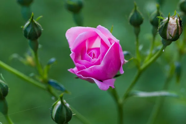 Pequeña Flor Rosa Del Jardín Levantó Tallo Entre Los Brotes — Foto de Stock