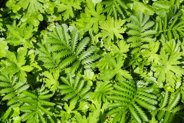 Leaves Plant Argentina Anserina Meadow Other Grass Top View Close — Stock Photo, Image