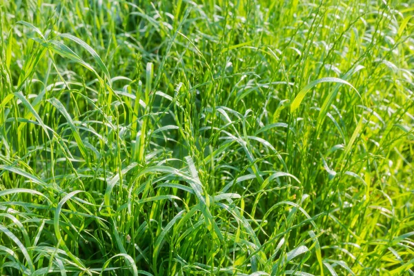 Högt Gräs Täckt Med Morgondagg Solljus Sommaren Selektivt Fokus — Stockfoto