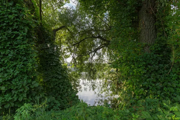 池の岸に成長する古い柳の幹や枝を這う緑の葉を持つ乙女のブドウを登る — ストック写真