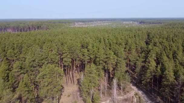 Kiefernwald Frühling Luftaufnahme — Stockvideo