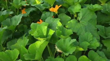 Çiçekli sebze ilikleri ve tarlada meyveler.