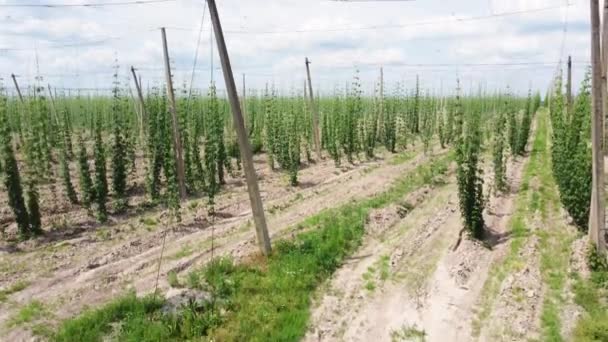 Plantation Young Hops Sunny Summer Day — Stock Video