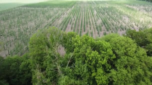 Aerial View Plantation Young Hops — Stock Video