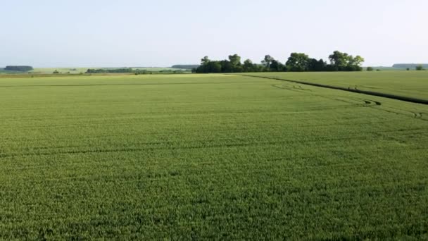 Aerial View Field Unripe Green Wheat — Stock Video