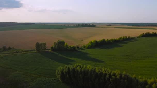 Vista Aérea Dos Campos Agrícolas Separados Por Cintos Florestais — Vídeo de Stock