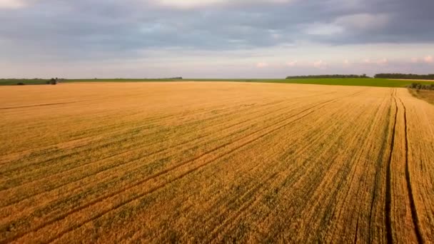 Aerial View Ripening Wheat Field — Stock Video