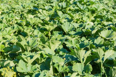 Yaz günü tarlada sebze iliği yaprakları, arka plan.