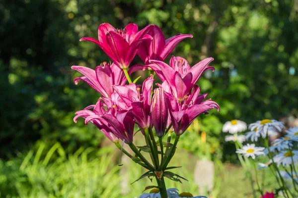 Top Lily Stem Red Flowers Blurred Background Other Flowers Close — Foto de Stock