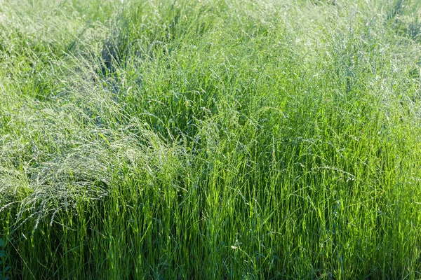 Fragment Glade Overgrown High Wild Grass Green Unripe Ears Summer — 스톡 사진