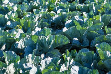 Olgunlaşmamış genç beyaz lahana tarlası yapraklarından lahana başları oluşturmadan önce bile bulanık bir geçmişi olan seçici bir odak noktası vardı.