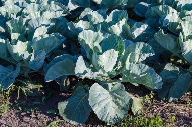 Genç, olgunlaşmamış beyaz lahana bitkisi daha yapraklarıyla tarladaki diğer lahanalara karşı lahana başı oluşturmadan önce.