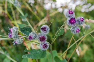 Çiçek açarken dikenli tohum başları şeklinde tütsülenmiş dulavın infloresanları, bulanık bir arkaplan üzerine seçici bir odak noktasında yakın plan
