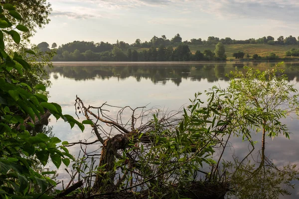 夏の朝に前景に水に落ちた木と穏やかな天気の池 — ストック写真